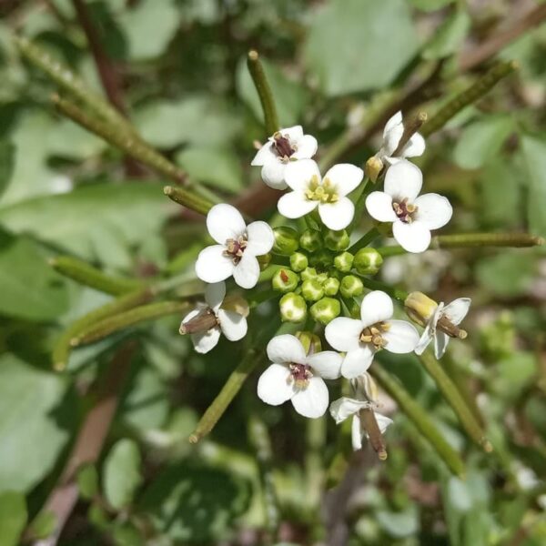 Nasturtium officinale