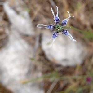 Nigella nigellastrum