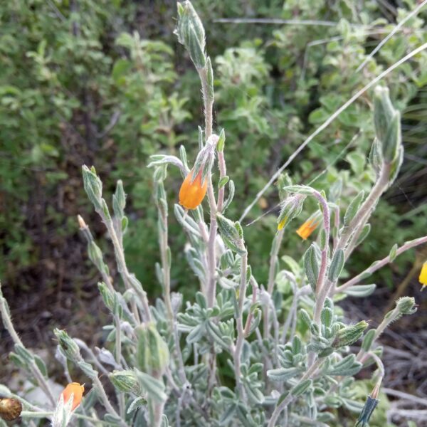 Onosma fruticosa