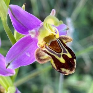 Ophrys apifera var. apifera