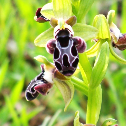 Ophrys kotschyi