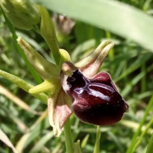 Ophrys sphegodes subsp. taurica