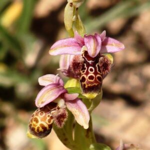 Ophrys umbilicata subsp. umbilicata