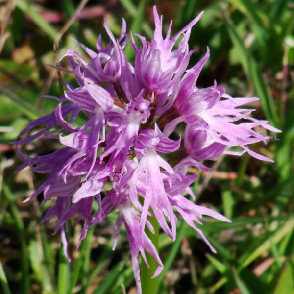 Orchis italica