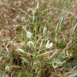 Ornithogalum narbonense