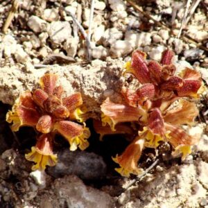 Orobanche alba subsp. cuprea