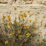 Phlomis brevibracteata