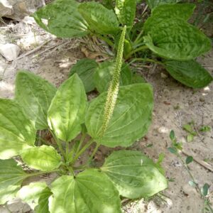 Plantago major