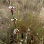 Polygonum equisetiforme