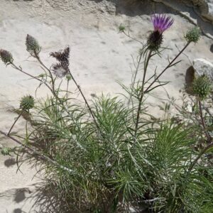 Ptilostemon chamaepeuce var. cyprius