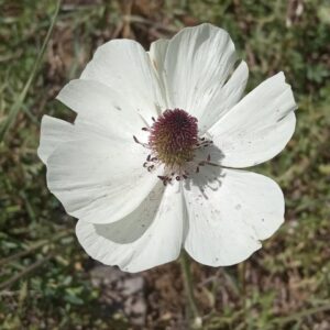 Ranunculus asiaticus var. albus