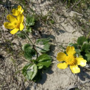 Ranunculus cytheraeus