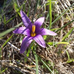 Romulea tempskyana