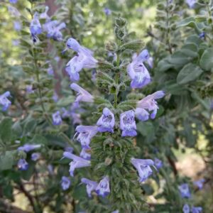 Salvia fruticosa