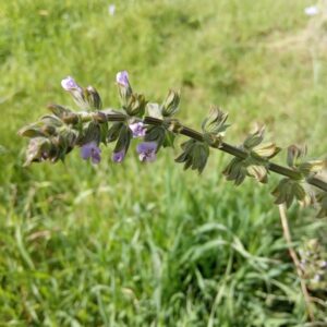 Salvia verbenaca