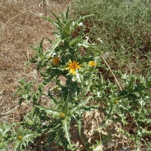 Scolymus hispanicus