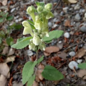 Scutellaria cypria subsp. elatior