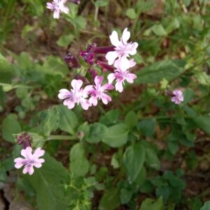 Silene aegyptiaca