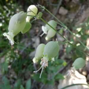 Silene vulgaris subsp. macrocarpa