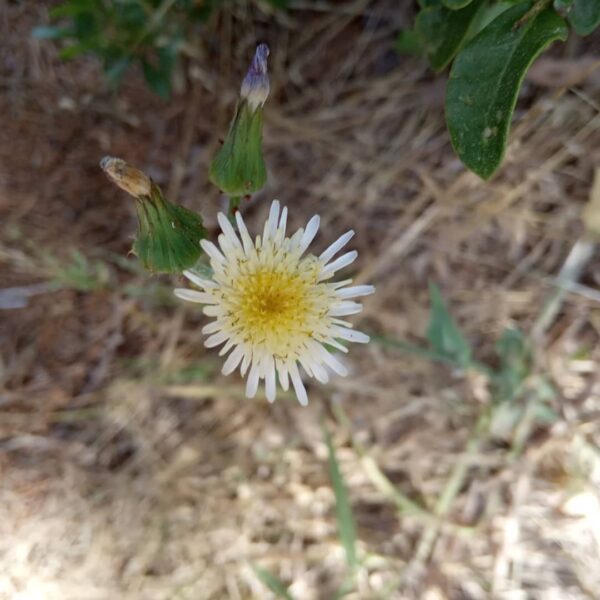 Sonchus asper subsp. glaucescens