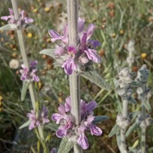 Stachys cretica