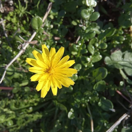 Taraxacum aphrogenes