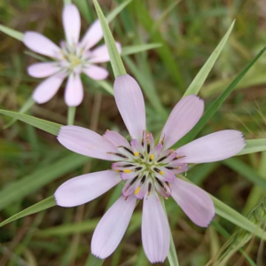 Geropogon hybridus