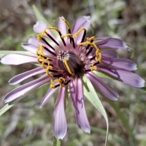 Tragopogon porrifolius subsp. longirostris