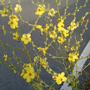 Verbascum sinuatum