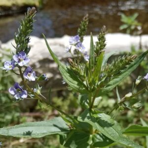 Veronica anagallis-aquatica