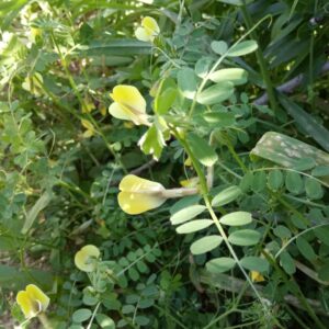 Vicia hybrida