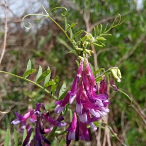 Vicia villosa subsp. eriocarpa