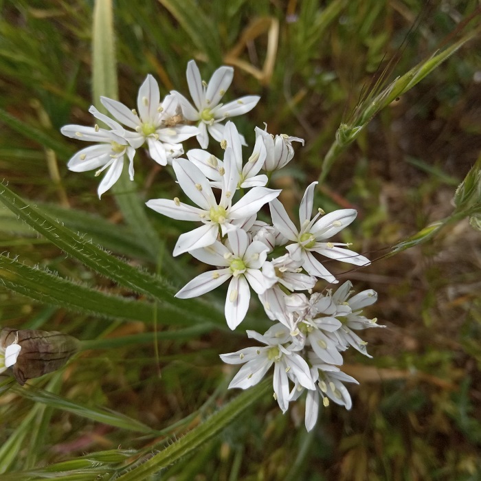 Allium trifoliatum