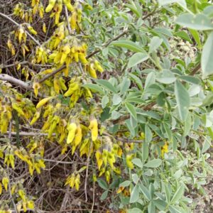 Anagyris foetida