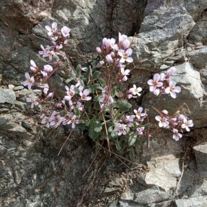 Arabis purpurea