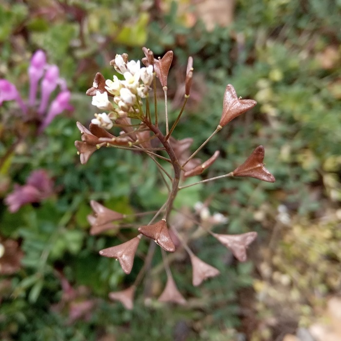 Capsella bursa-pastoris