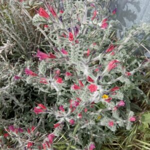 Echium angustifolium subsp. angustifolium