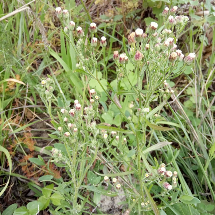 Erigeron bonariensis