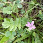 Erodium moschatum