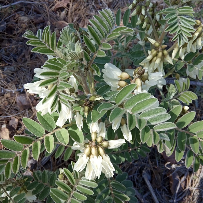 Erophaca baetica subsp. orientalis