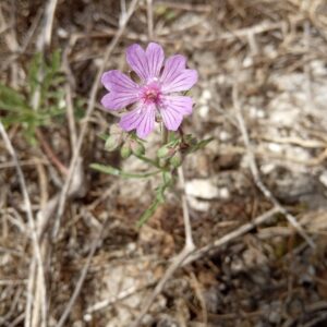 Geranium tuberosum