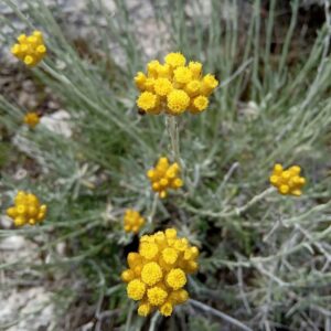 Helichrysum stoechas subsp. barrelieri