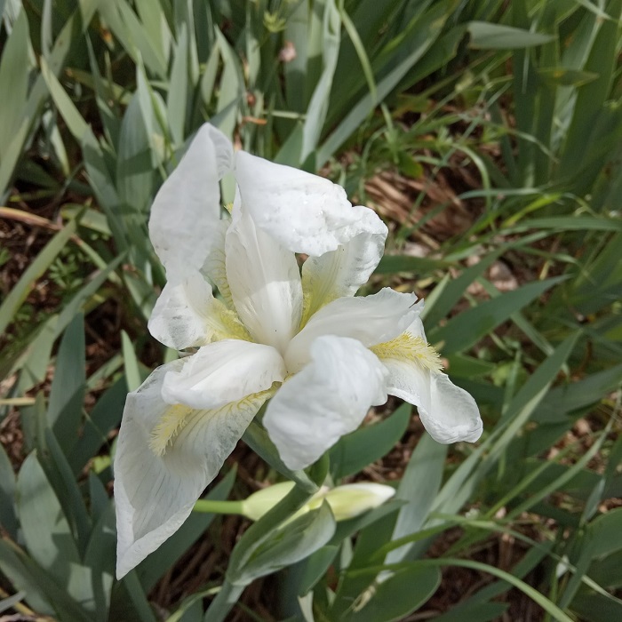 Iris florentina