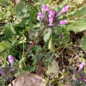 Lamium amplexicaule