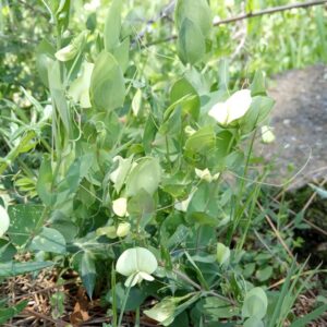 Lathyrus aphaca