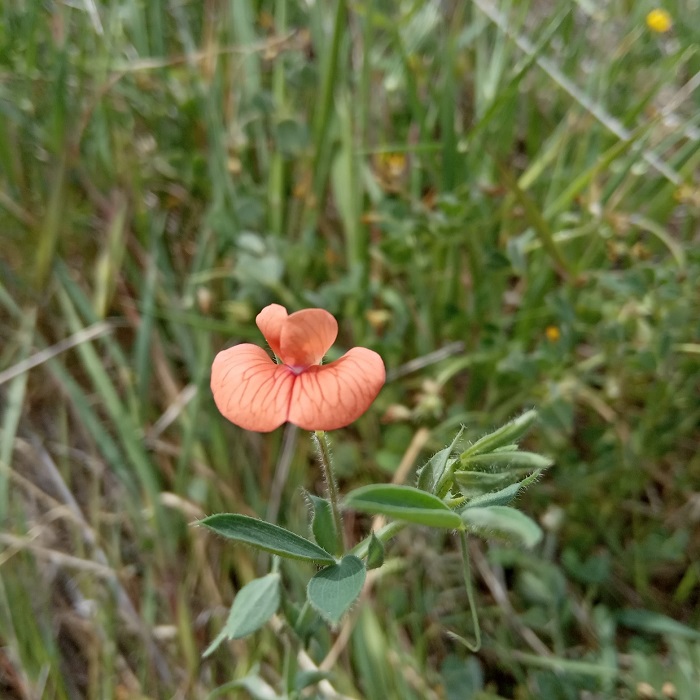 Lathyrus blepharicarpos