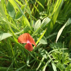 Lathyrus blepharicarpos