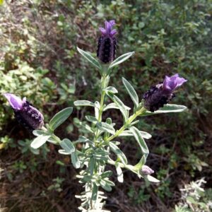 Lavandula stoechas