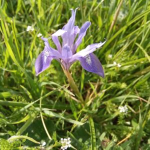 Moraea sisyrinchium