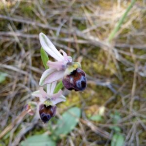 Ophrys argolica subsp. elegans